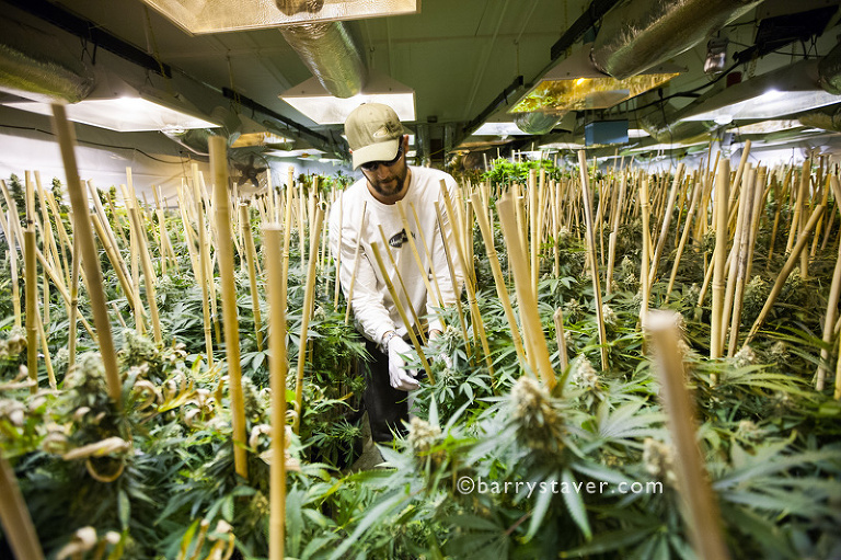 growing medical marijuana plants, denver, CO