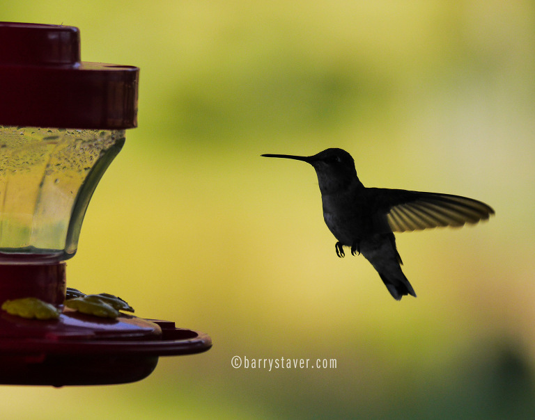 Hummingbird coming in for a landing.