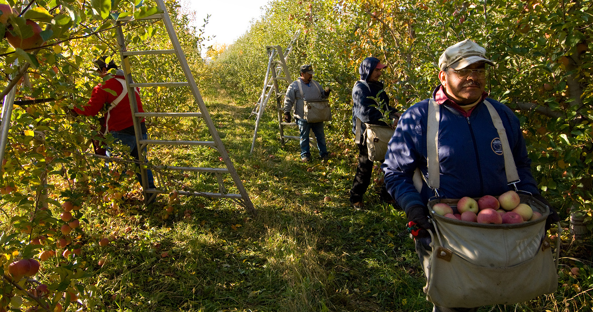 Migrant workers pick apples at a Colorado orchard.